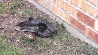 ratsnake first encountered.