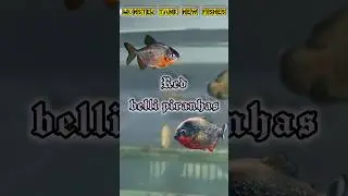 Introducing my new fish in monster tank ||RED BELLI PIRANHAS|| #telugu #piranha #shorts #viral