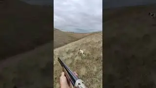Beautiful point on Hungarian partridge on an Idaho hillside. A missed shot. #uplandhunting