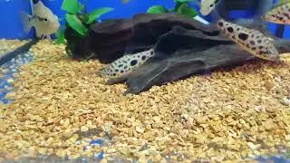 Jewel (anostomus Jewel spotted)