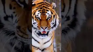 Tiger walking slow motion stetus