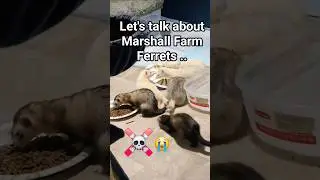 Marshall ferrets are desexed too young,causing disease or ☠️ as early as 1-3 yrs old #ferret #pets