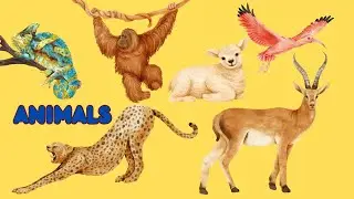 The Wonderful World of Animals (#youtubekids #earlylearners #animals #education)