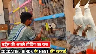 Hamare Birds Har Clutch Mein Acchi Breeding Kyon Karte Hain? || Cockatil nest cleaning best tips.