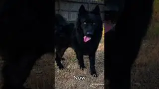 Solid Black siberian husky