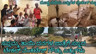 ಸಪ್ಲಮ್ಮ ತಾಯಿ ದನಗಳ ಜಾತ್ರೆಗೆ ತಯಾರಾದ ಟೇಕಲ್ ವೆಂಕಟೇಶ್ ಗೌಡರ ಎತ್ತುಗಳು. ದೊಡ್ಡ ಬೆಲೆಯ ಎತ್ತುಗಳ ಬ್ರೇಕಿಂಗ್ ನ್ಯೂಸ್