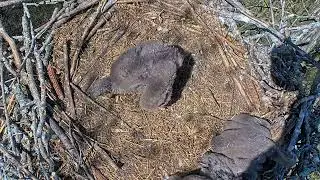 EP#346 #baldeagle Review birds in nest with nature #birdslovers #birdsounds #birdsnest #wildbirds