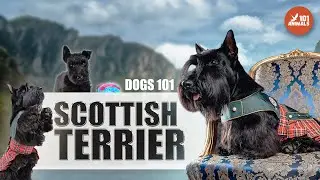 Explore the Fascinating World of SCOTTISH TERRIER Dogs - 101 to This Iconic Breed