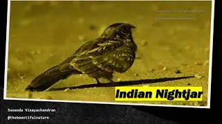 Indian Nightjar hunting