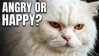 cat video ! cat voice ! cat sound #catvideos @Sonyakisa8 @MeowMomentsvibe 