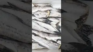 Efficient Cod Fish Filleting and Debone Machine | 3-Piece Deboning #fishfilleting #fishcutting