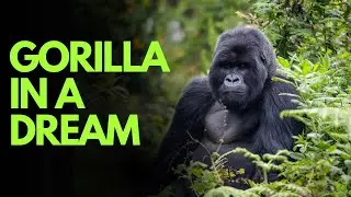 Top 7 Biblical Meanings of a Gorilla In a Dream
