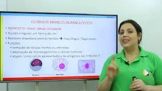 Biologia - Sangue: Plasma, Hemácias, Leucócitos e Plaquetas