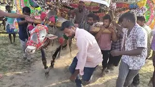 Pulling chandini with one bull in deep mud | Nagarapamma Jathara 2025 part 3 | T Sundupalli