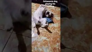 schweenie dog hates dressing up