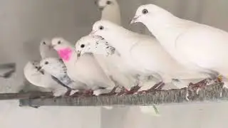 Mor bappiana #pigeon #kabootarba #trend #kabutar #birds 