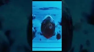 Piranhas in the pool😳&rdquo;Wednesday Addams 2022 #shorts #youtubeshorts #movie #trend