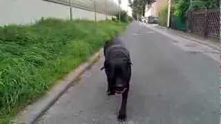 Morpheus 120fps Cane Corso