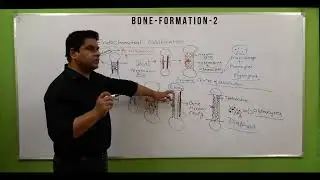 bone development | bone formation in hindi | 5 stages | endochondral |  ossification | bone anatomy