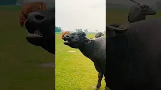 buffalo #buffalo #sound #big #shorts #animals