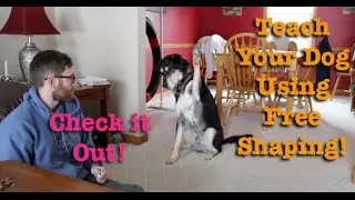 A fun way to train your dog! Free Shaping!