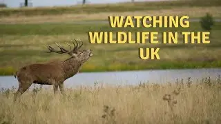 MY FIRST WILDLIFE EXPERIENCE IN THE UK!!!