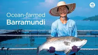 GST Group's Ocean-raised Barramundi