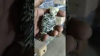 Easy Clear Body/BW🖤🙏#shorts #youtubeshorts #viralvideo #msaviary