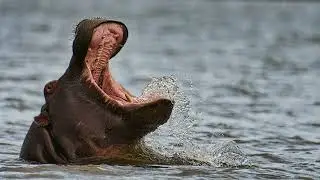 Zimanga Private Game Reserve July 2023