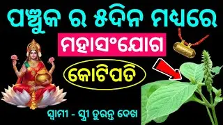 ପଞ୍ଚୁକର ପାଞ୍ଚ ଦିନ ମଧ୍ୟରେ ମହସଂଯୋଗ । ଘରକୁ ନେଇ ଆସନ୍ତୁ ଏହି ଗଛର ଚେର । ଆପଣ ବନିଯିବେ କୋଟିପତି  । 