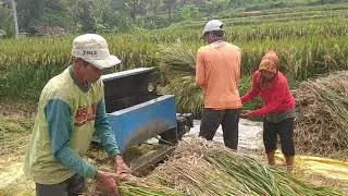 Oh kakak kepanas jelo,,jelo Pujut kakak sak ngalung kute 😅