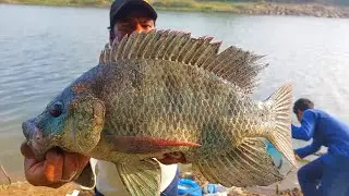 Fishing videos | Big Tilapia fishing Technique | Rohu Machali ka Sikar | Fishing