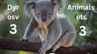 Norwegian Vocabulary - ANIMALS etc / DYR osv - 3 🦁🐯