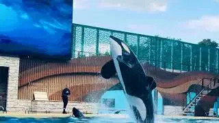 Epic Orca Encounter 🐋 | Killer Whale Show Up Close & Splash Zone Fun!