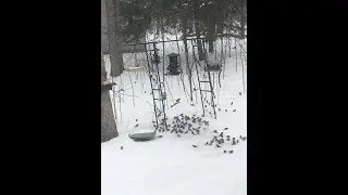 How to Get Morning Doves and HUNDREDS of Chickadees at YOUR Bird Feeder