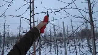 Red Jonaprince 4 lata cięcie sadu Komunikat sadowniczy 123 Paweł Kazana pokaz cięcia sadu