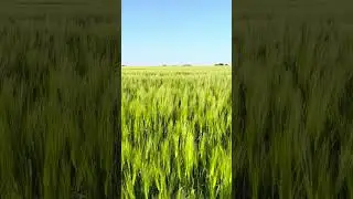 10s Stillness &mdash; Wind ripples across a grain field, Kurkse, June 2025 #endless #horizon #eestiloodus