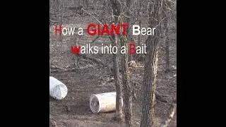 How a GIANT bear walks into a bait #springbear #bearhunting (link to full video in description)