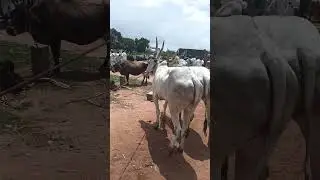 #gadag market#viral#cow #hallimane #ಹಳ್ಳಿಕಾರ್ #hallikarbullfarming #bull #hallikar #hallikarcows