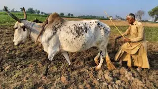 Traditional Bull Ploughing in Pakistan | Old Punjab Farming Method Still Used Today