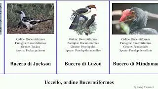 Uccello, ordine Bucerotiformes boschereccia upupa tockus bird der nano verde nero delle maggiore