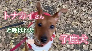 トナカイさん？　主に似てドジっ子らしい
