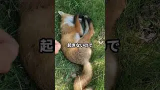 裏山でぐっすり眠る子狐 #海外 #動物