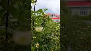 Homestay near Siliguri #offbeatdestinations #hill #flowers #nature