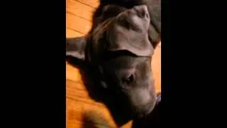 Pepper snoring