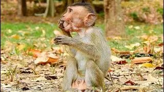 Poor Orphan Dustin Much Hungry Food Coz Very Scare All Big Monkey fight, Can't Food For eat.
