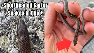 Last Snakes Of The Year! Shortheaded Garters & Milksnakes! Herping Eastern Ohio 2025!