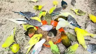 My Canadian Aviary Budgies Series Food & Diet Hungry Parrots Summers Time
