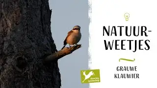 Natuurweetjes - Grauwe klauwier