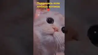 подпишись плиз🥺 #shorts #like #важно #fastik #оченьважно #подпишись